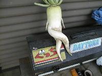 ̂ȑ卪
